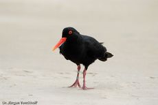 Schwarzer Austernfischer (12 von 14).jpg